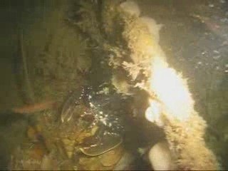 Le flibustier Port en Bessin