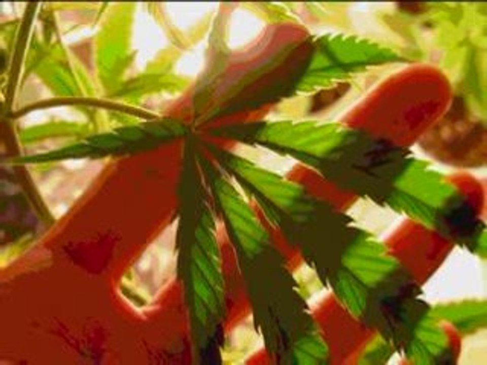 Electro Song: Marijuana Prohibition