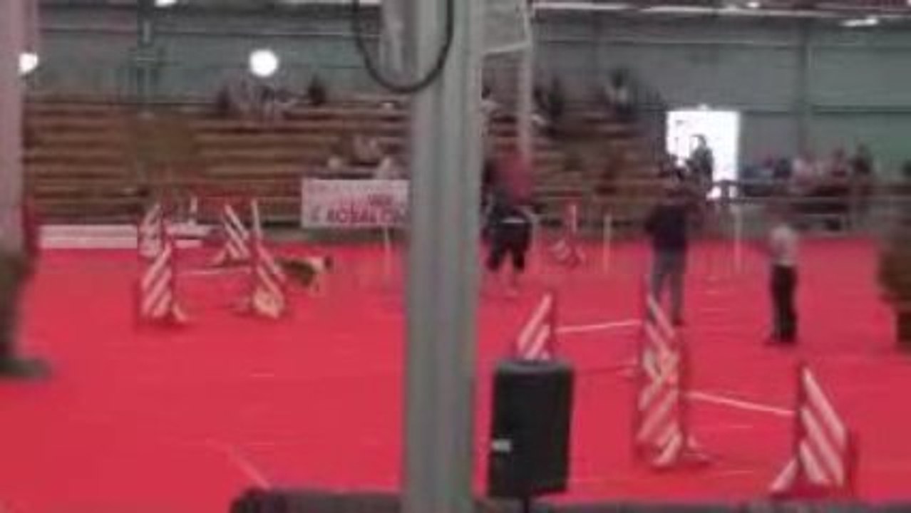 Avinon Jumping Baxter