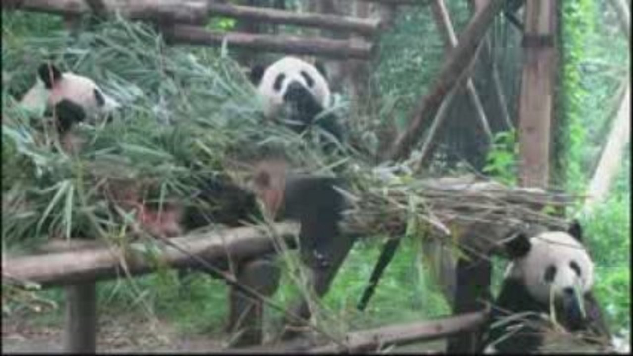 Le Banquet des Pandas