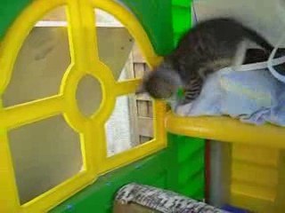 tigrou joue dans la cabane