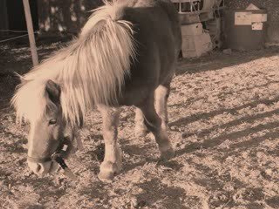 Hommage Nemo poney shetland.