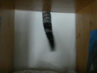 L'Horloge Féline, ou la Queue du Chat