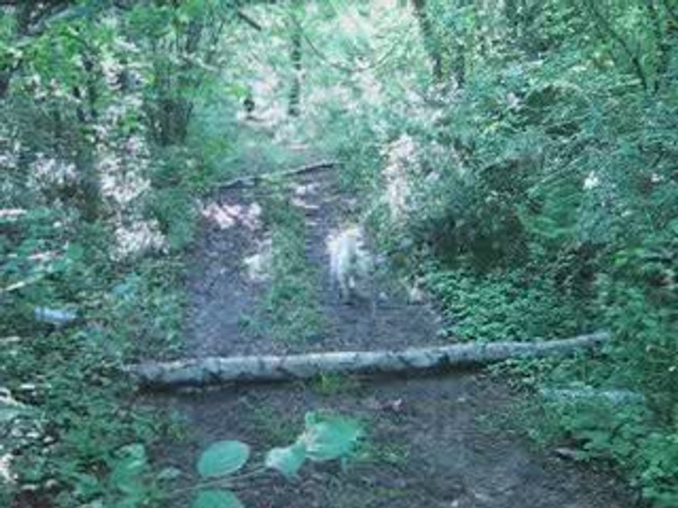 Orion Hobby Jessy saut