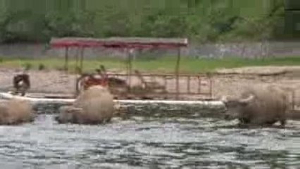 Collision avec les boeufs