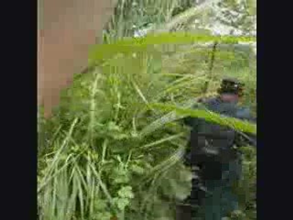 Dans la jungle du Royal Chitwan National Park (Nepal)