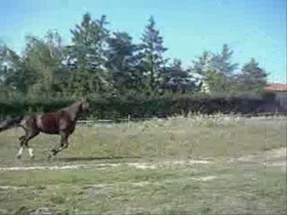 ℓιℓαѕ & ℓαυяα