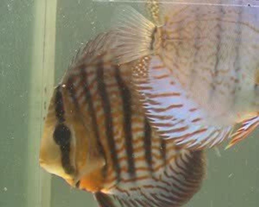 Mes deux Discus malades au 10 octobre 2009