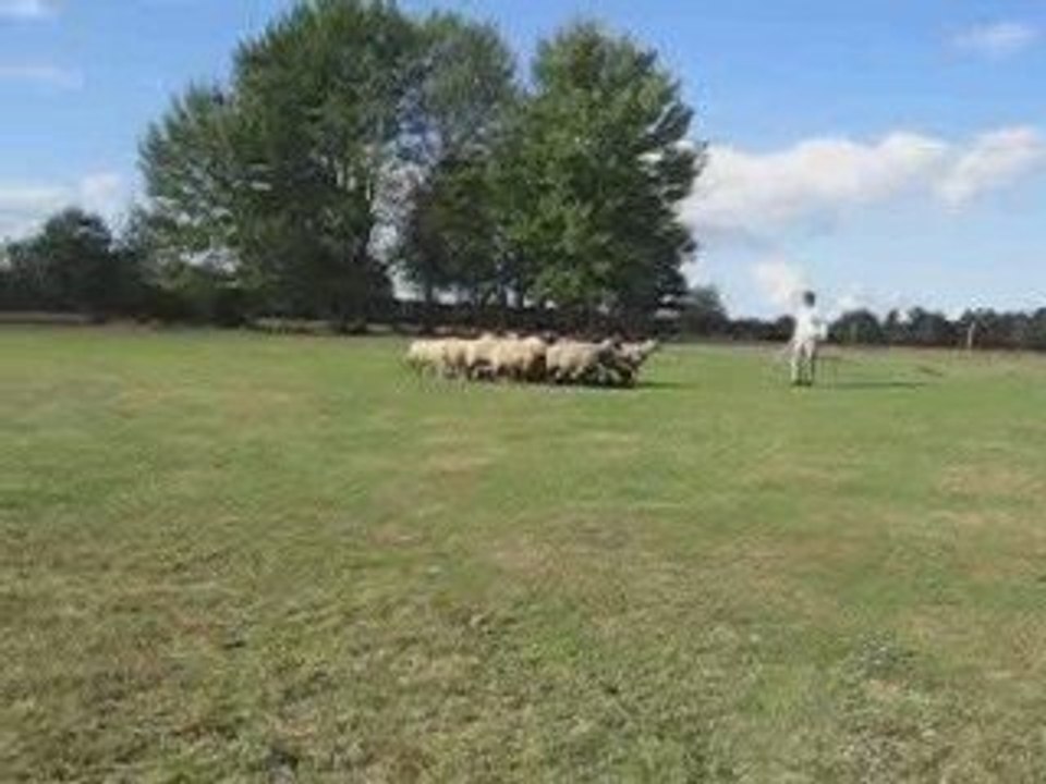 Déli au troupeau le 10 octobre 2009/2