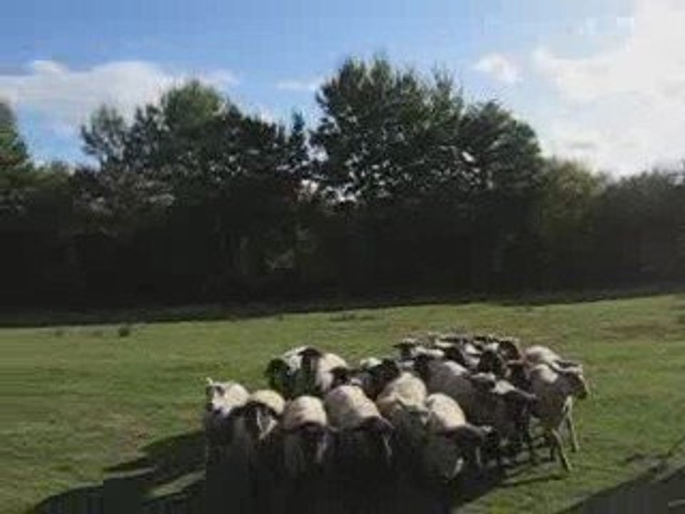 Nity au troupeau le 10 octobre 2009