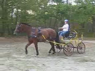 cours attelage