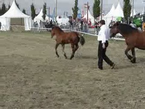 Poulinière cheval auvergnat 01