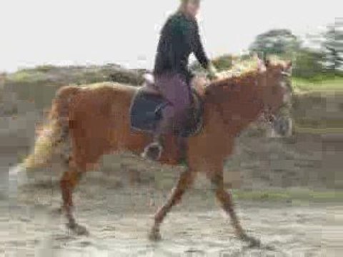Galop en carrière