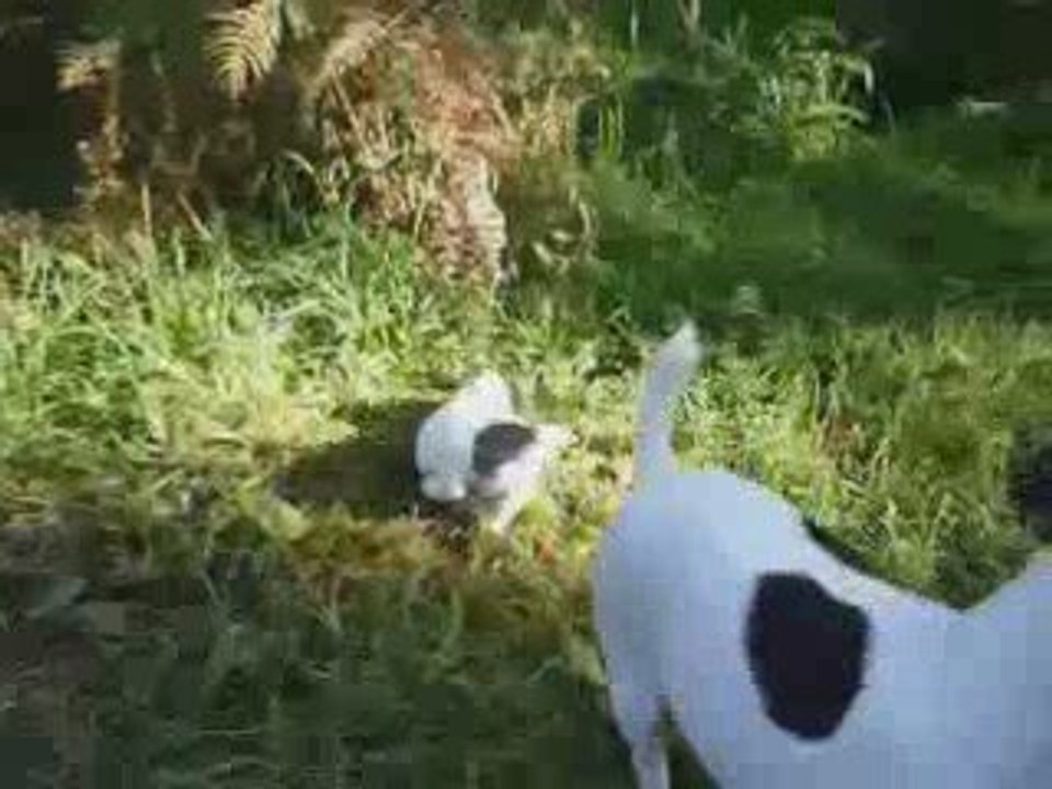 petits faunes en liberté