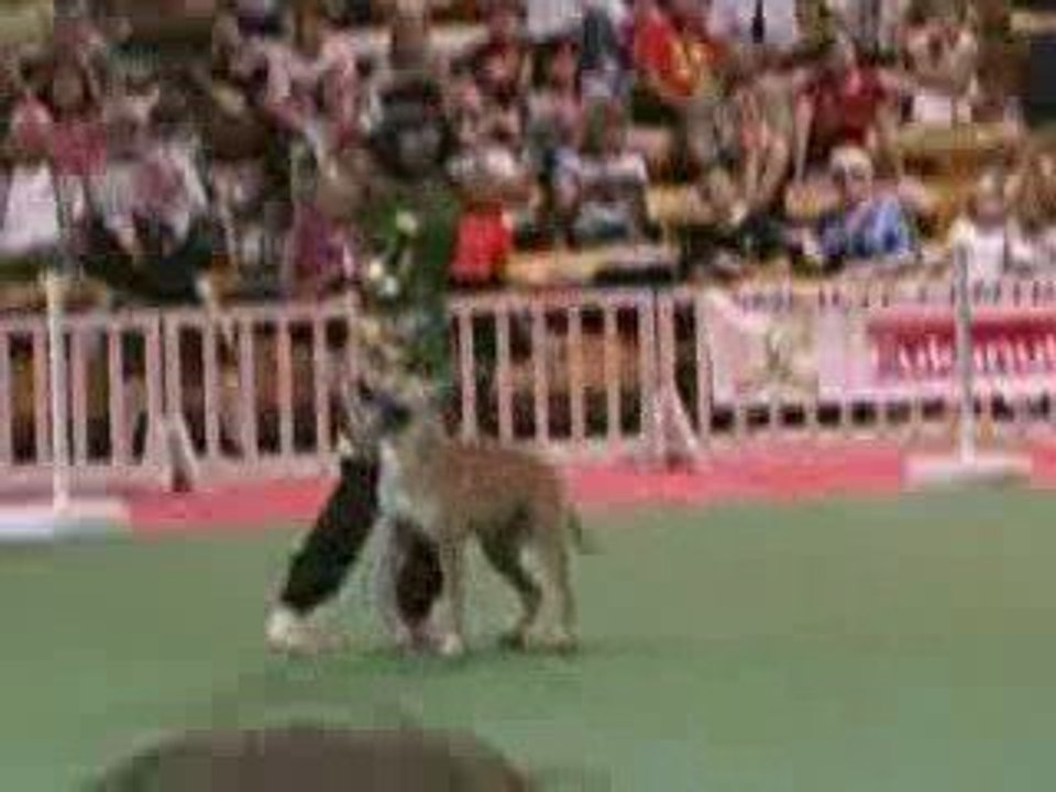 Doggy Dance