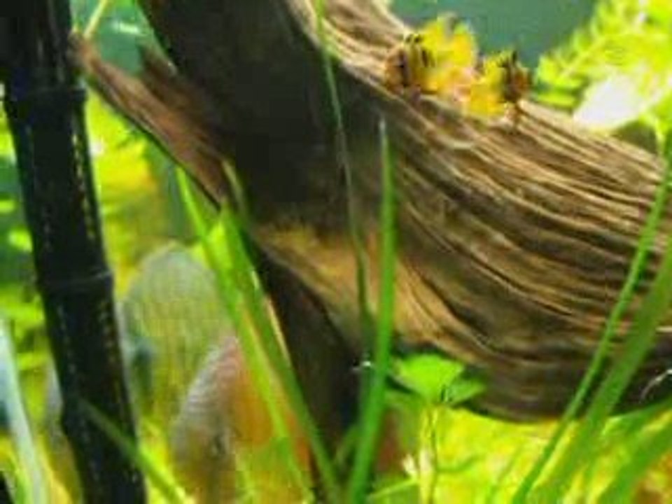 ponte de ramirezi au milieu des discus