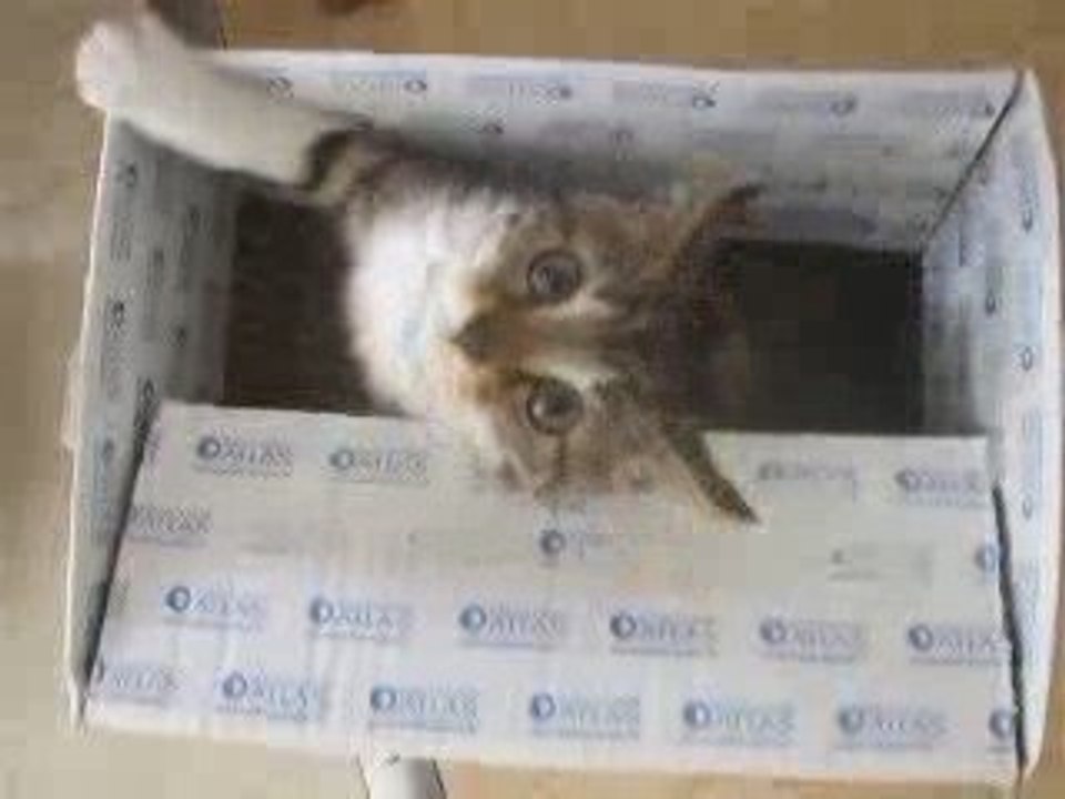 Smelly et son carton
