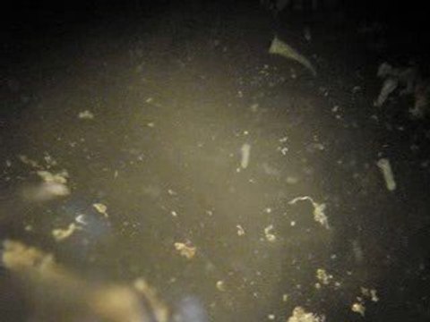 Stentors et un rotifère dans le Hâvre