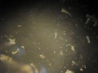 Stentors et un rotifère dans le Hâvre