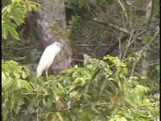 Pirate Cove Hotel in Portobelo, Panama