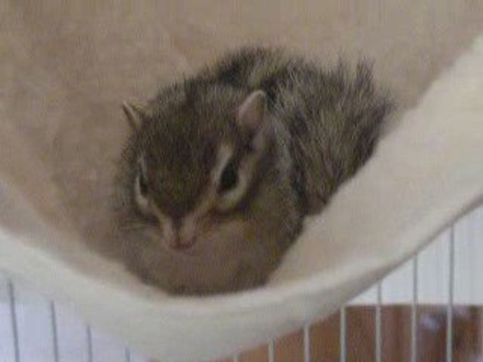 Grosse fatigue de Noisette