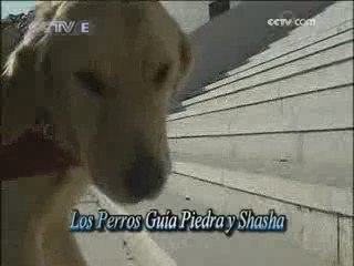 Los Perros Guía Piedra y Shasha 2