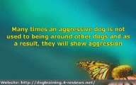 4 Dog Training Tips For Handling Overly Aggressive Dogs