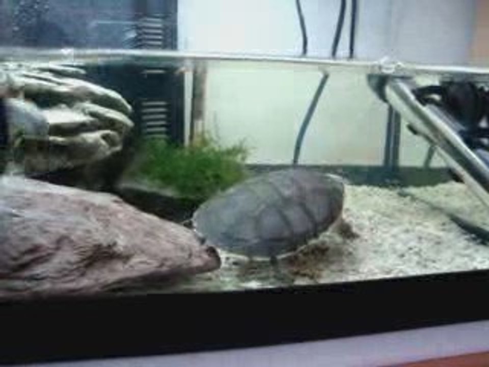 tortue aquatique1