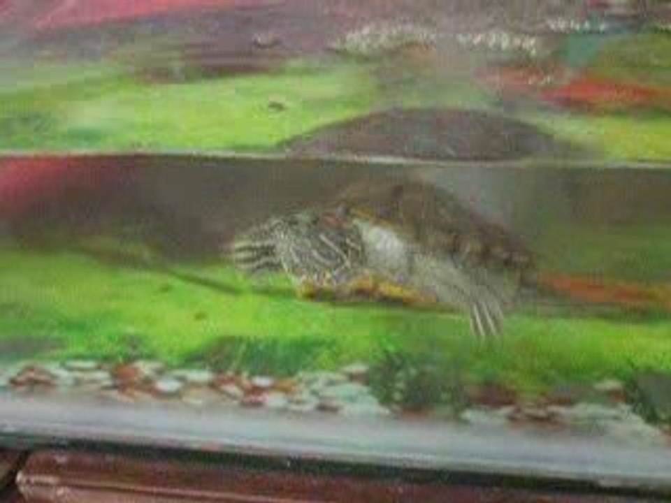 KAPLUMBAGA (TURTLE)