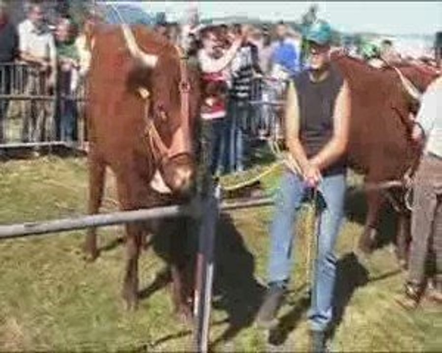 Salers Criar en Livradois : Concurso Puy de Dôme 2009 -2/2