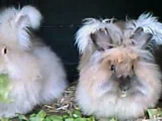 Angorakonijnen eten sla