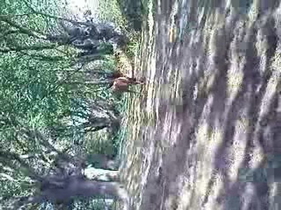 loulou et les pommes de pins