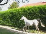 Passim  en liberté au trot.