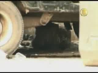 Leopard Strays into Mumbai Residential Area