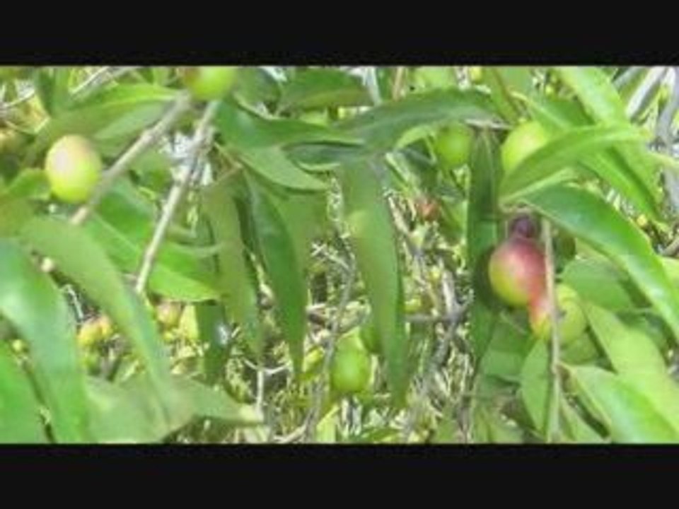 *Amazon Herb* review with Health Nut, Troy Casey.