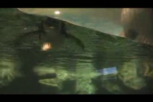 1ère rencontre avec les pingouins - zoo de Chicago - sept 09