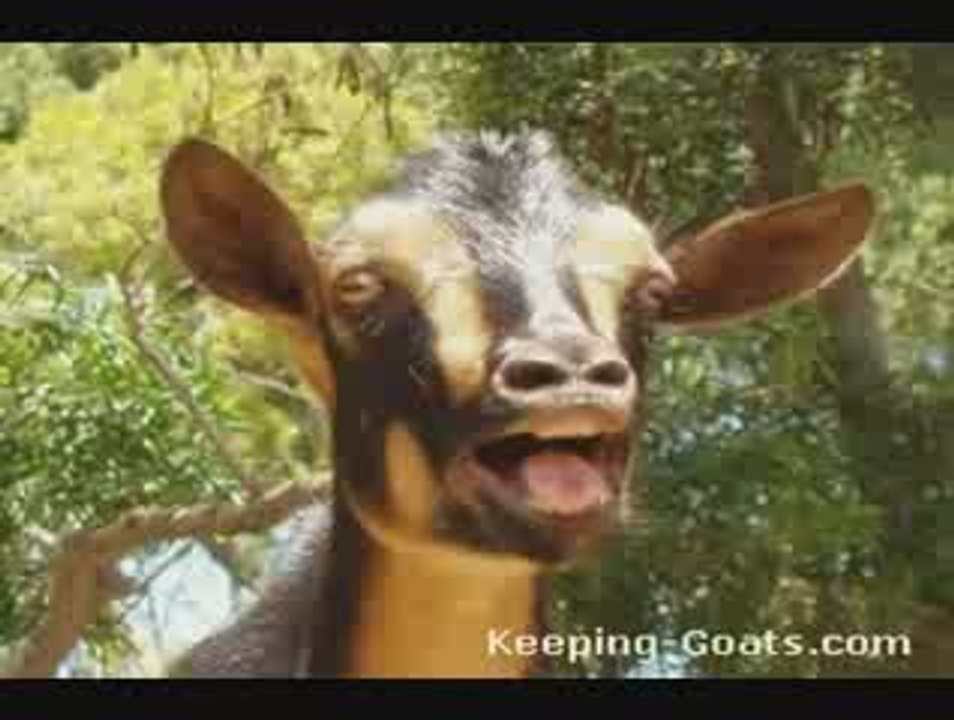 Keeping Goats