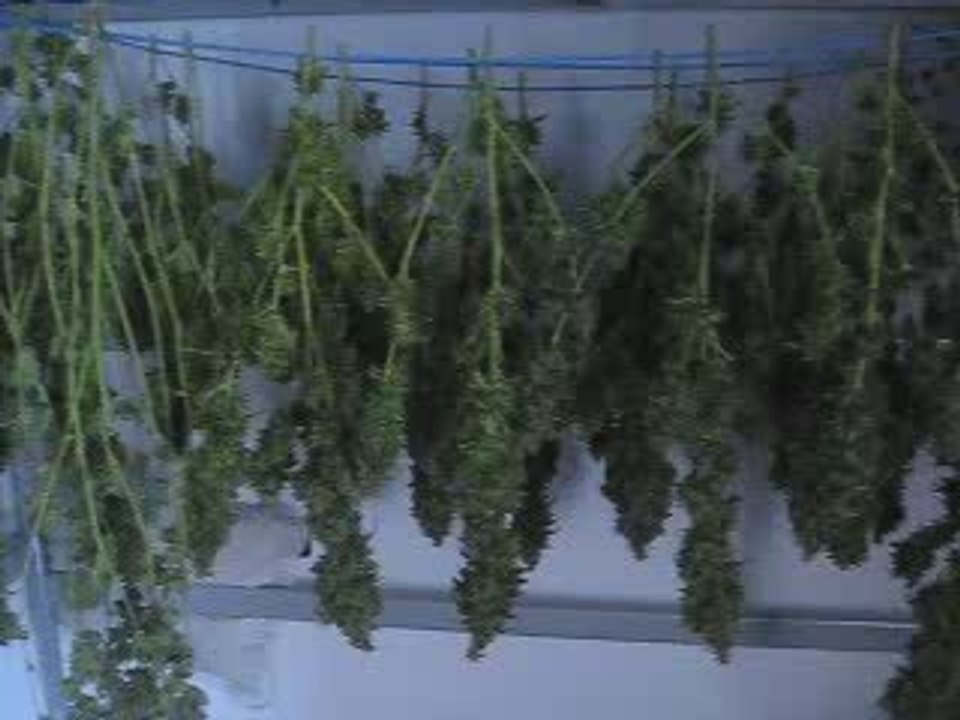 recolte black domina interieur