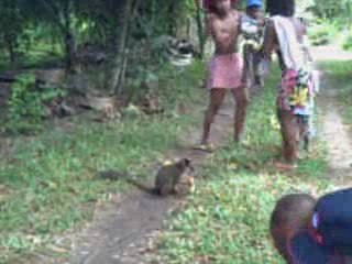 Au pays des lémuriens