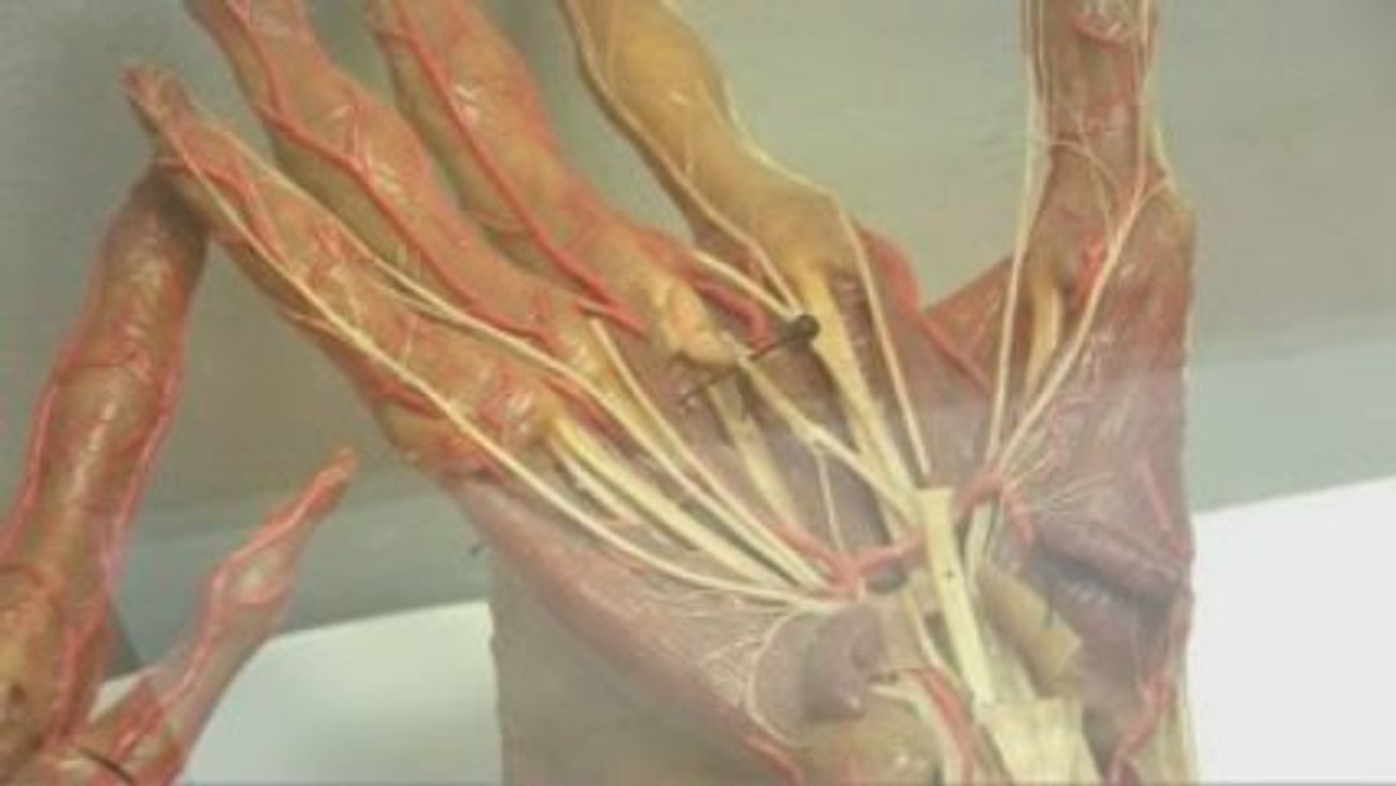Anatomie (Où sont passées les collections ?)