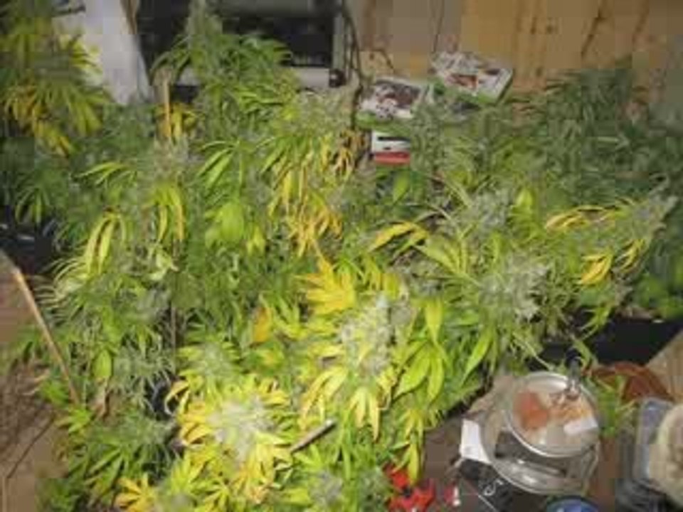 recolte black domina interieur part 1