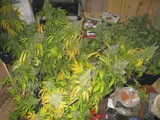 recolte black domina interieur part 1