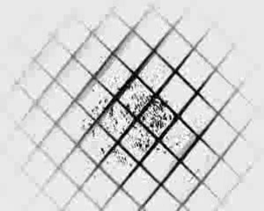 PROMENADE DE PRINTEMPS 2008