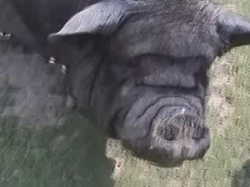 gros porc d'amsterdam