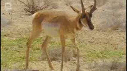 Antilope d'Amerique (Antilocapra americana)