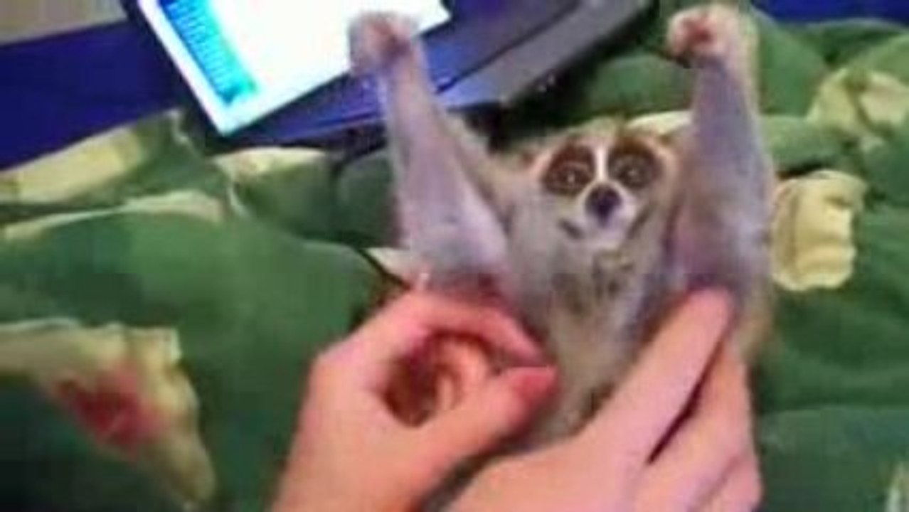 Un lemurien qui aime les gratouilles...
