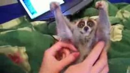 Un lemurien qui aime les gratouilles...