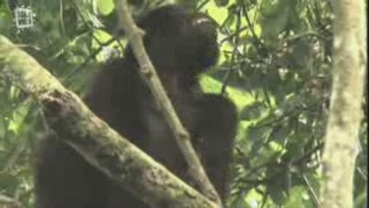 Animaux de la foret equatoriale Gabon