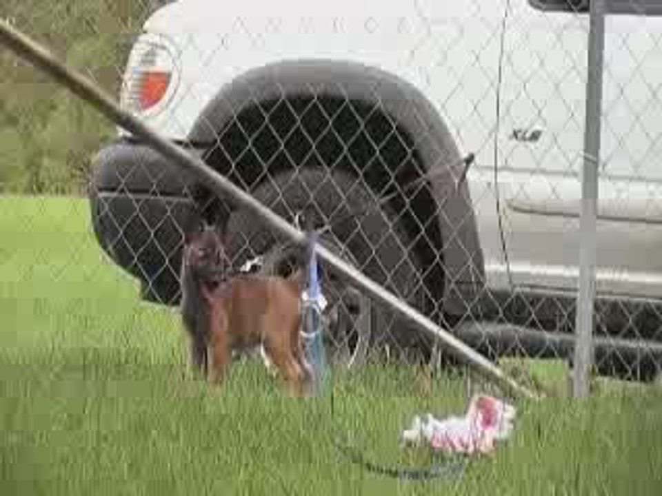 Basic sport_ working test- 7 week Malinois puppy