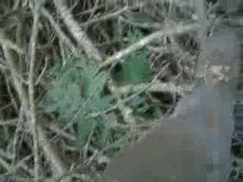 chien aux ferme, brunos st hubert